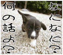 MIEDOG Welsh Corgi Cardigan sticker 8 sticker #14783916