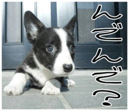 MIEDOG Welsh Corgi Cardigan sticker 8 sticker #14783918
