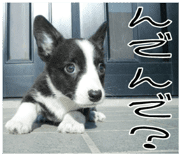 MIEDOG Welsh Corgi Cardigan sticker 8 sticker #14783918