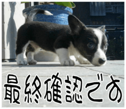MIEDOG Welsh Corgi Cardigan sticker 8 sticker #14783919