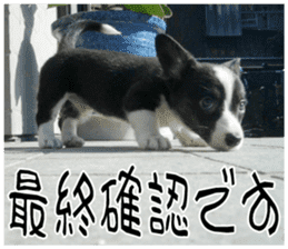 MIEDOG Welsh Corgi Cardigan sticker 8 sticker #14783919