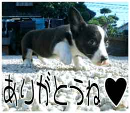 MIEDOG Welsh Corgi Cardigan sticker 8 sticker #14783921