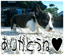 MIEDOG Welsh Corgi Cardigan sticker 8 sticker #14783921