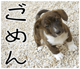 MIEDOG Welsh Corgi Cardigan sticker 8 sticker #14783922