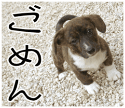 MIEDOG Welsh Corgi Cardigan sticker 8 sticker #14783922