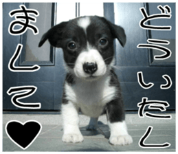 MIEDOG Welsh Corgi Cardigan sticker 8 sticker #14783923
