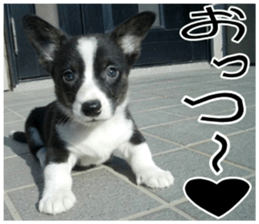 MIEDOG Welsh Corgi Cardigan sticker 8 sticker #14783925