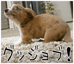 MIEDOG Welsh Corgi Cardigan sticker 8 sticker #14783926