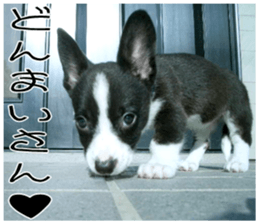 MIEDOG Welsh Corgi Cardigan sticker 8 sticker #14783927