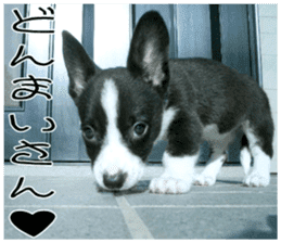MIEDOG Welsh Corgi Cardigan sticker 8 sticker #14783927