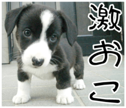 MIEDOG Welsh Corgi Cardigan sticker 8 sticker #14783928