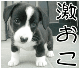 MIEDOG Welsh Corgi Cardigan sticker 8 sticker #14783928