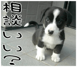 MIEDOG Welsh Corgi Cardigan sticker 8 sticker #14783931