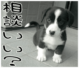MIEDOG Welsh Corgi Cardigan sticker 8 sticker #14783931