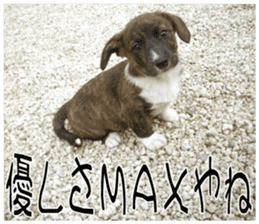 MIEDOG Welsh Corgi Cardigan sticker 8 sticker #14783932