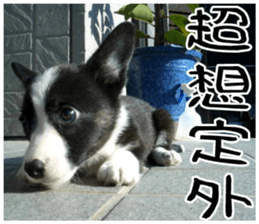 MIEDOG Welsh Corgi Cardigan sticker 8 sticker #14783934