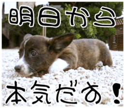 MIEDOG Welsh Corgi Cardigan sticker 8 sticker #14783935