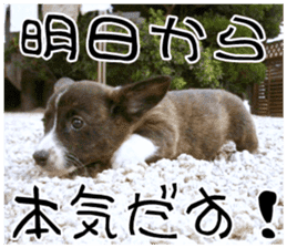 MIEDOG Welsh Corgi Cardigan sticker 8 sticker #14783935