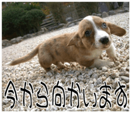 MIEDOG Welsh Corgi Cardigan sticker 8 sticker #14783938