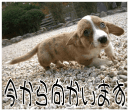 MIEDOG Welsh Corgi Cardigan sticker 8 sticker #14783938