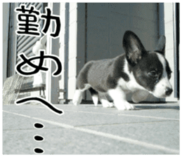 MIEDOG Welsh Corgi Cardigan sticker 8 sticker #14783939
