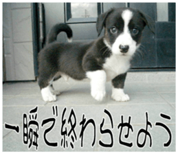 MIEDOG Welsh Corgi Cardigan sticker 8 sticker #14783941