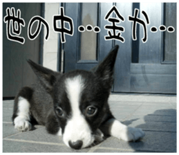 MIEDOG Welsh Corgi Cardigan sticker 8 sticker #14783942