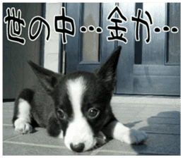 MIEDOG Welsh Corgi Cardigan sticker 8 sticker #14783942