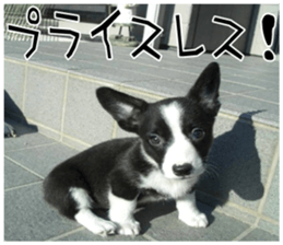 MIEDOG Welsh Corgi Cardigan sticker 8 sticker #14783943