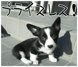 MIEDOG Welsh Corgi Cardigan sticker 8 sticker #14783943