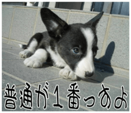 MIEDOG Welsh Corgi Cardigan sticker 8 sticker #14783944