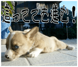 MIEDOG Welsh Corgi Cardigan sticker 8 sticker #14783945