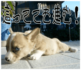 MIEDOG Welsh Corgi Cardigan sticker 8 sticker #14783945