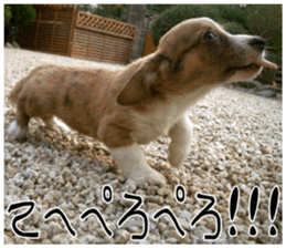 MIEDOG Welsh Corgi Cardigan sticker 8 sticker #14783946