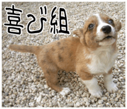 MIEDOG Welsh Corgi Cardigan sticker 8 sticker #14783947