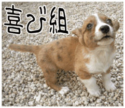 MIEDOG Welsh Corgi Cardigan sticker 8 sticker #14783947