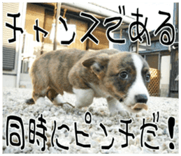 MIEDOG Welsh Corgi Cardigan sticker 8 sticker #14783948