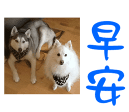 Husky & Japanese Spitz sticker #14784270