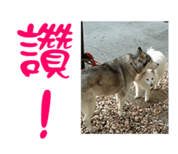 Husky & Japanese Spitz sticker #14784272