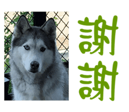 Husky & Japanese Spitz sticker #14784273