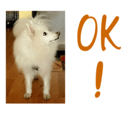 Husky & Japanese Spitz sticker #14784275