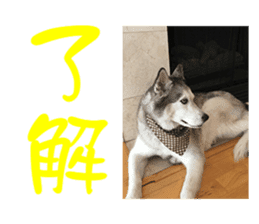 Husky & Japanese Spitz sticker #14784277