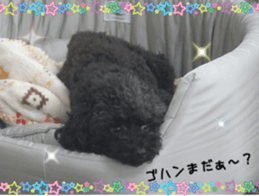 Cute toy poodles' stickers sticker #14788920
