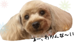 Cute toy poodles' stickers sticker #14788921