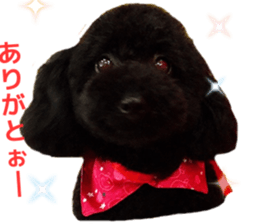 Cute toy poodles' stickers sticker #14788922