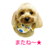 Cute toy poodles' stickers sticker #14788923