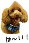 Cute toy poodles' stickers sticker #14788924