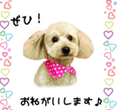 Cute toy poodles' stickers sticker #14788925