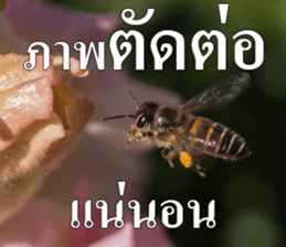 Photo Chat sticker #14796536