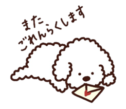 Toypoodle loafs around at home 3 sticker #14798934